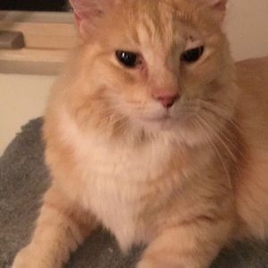 Meet your Posher, Hope